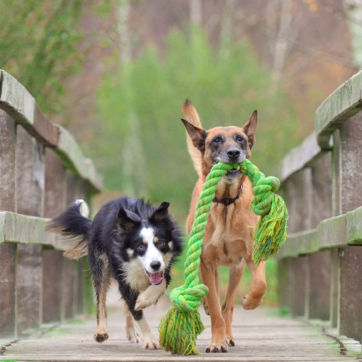 Two happy dog friends running at the viewer